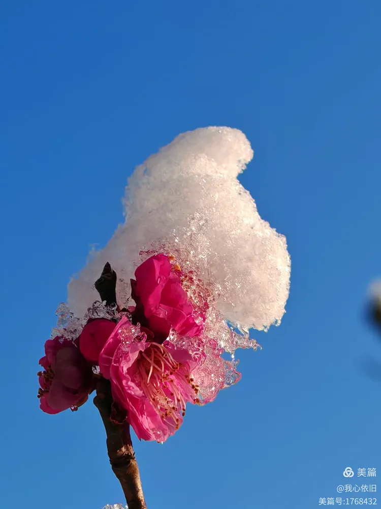 白雪红梅演绎世纪婚恋